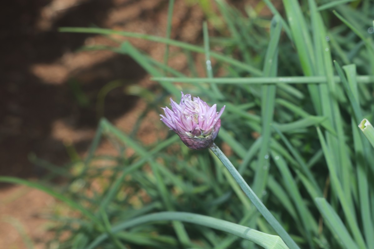 Allium schoenoprasum L.